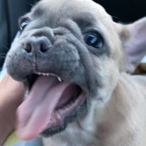 Meet your Posher, Bretton